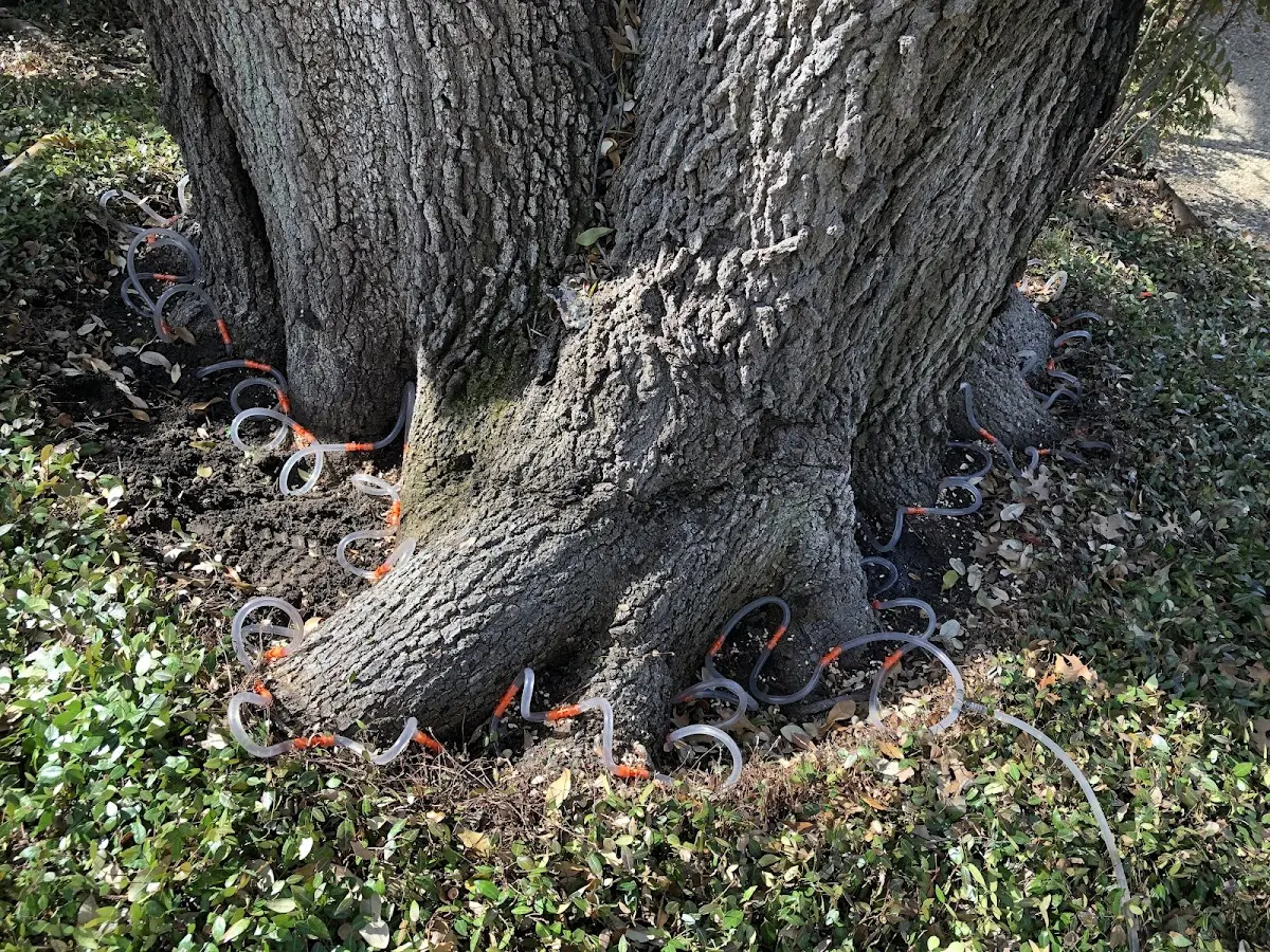 Detailed Tree Cabling and Bracing job site in Linwood
